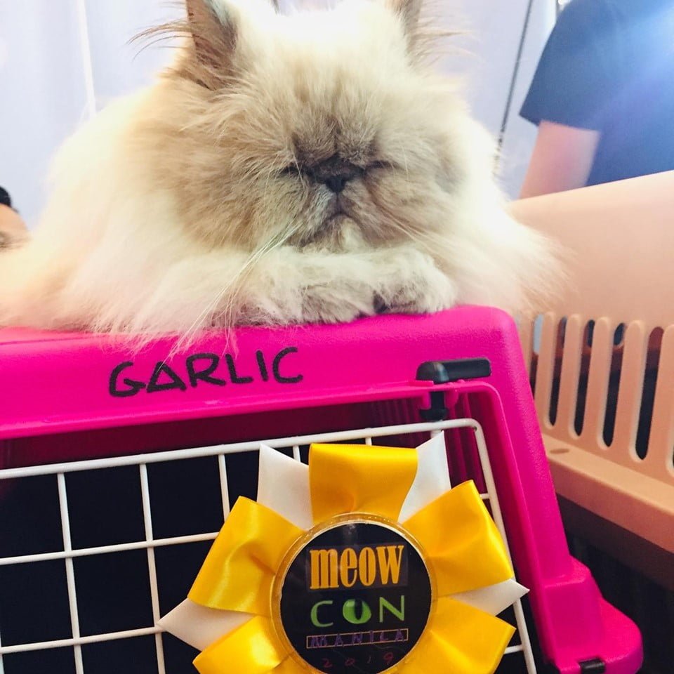 Cat Named Garlic From Meowcon2019