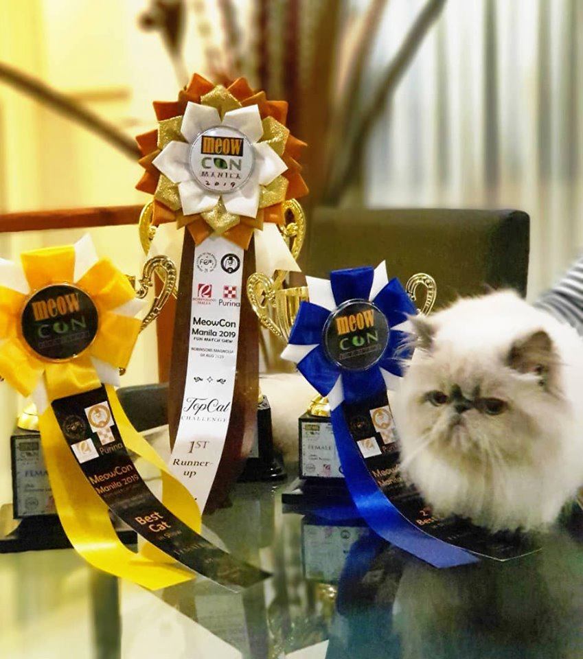 Cat With Award Ribbons